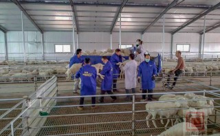 湖南鸿锆科技有限公司 羊宝宝起名须知