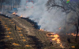 森科科技有限公司 擅自焚烧枯木引起火情，安徽森科生物科技有限公司被罚款警告